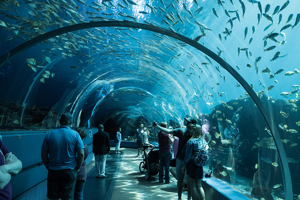 Georgia Aquarium.  Visiting Atlanta with Kids: 3 Day Itinerary