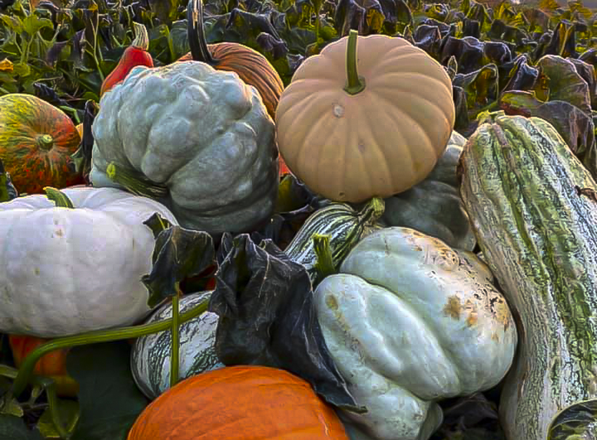 Wegmeyer Farms pumpkin patch