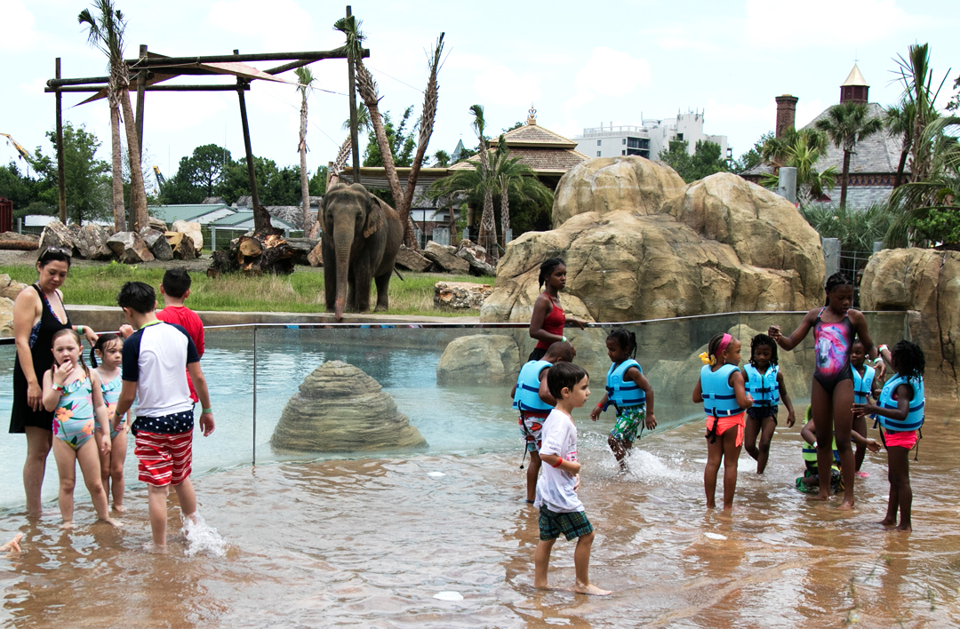 The Best Zoo in Every State: Audobon Zoo