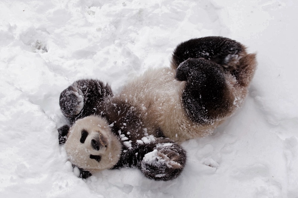 Giant panda at the National Zoo