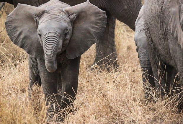 Fun Animal Facts For Kids: Baby elephants use trunks like pacifiers