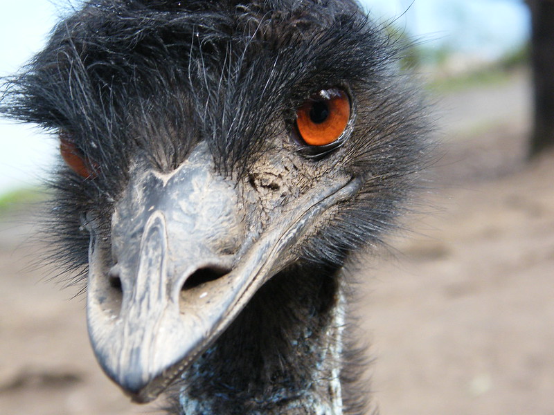 The emu is coming to the Santa Barbara Zoo.