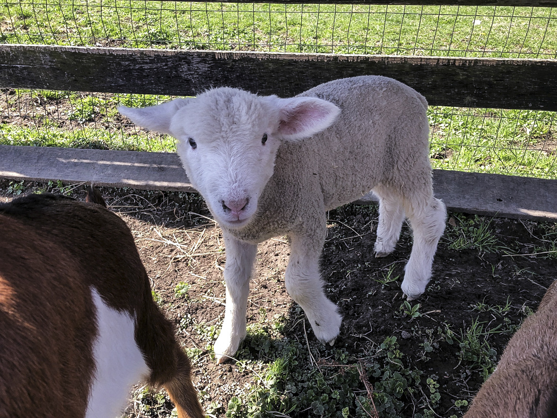 12 Great Animal Farms and Petting Zoos near DC for Kids Frying Pan Farm Park