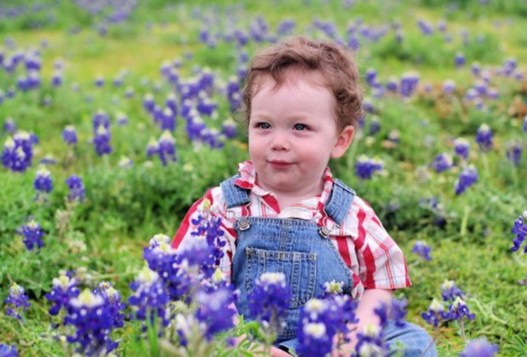 Bluebonnets in Houston