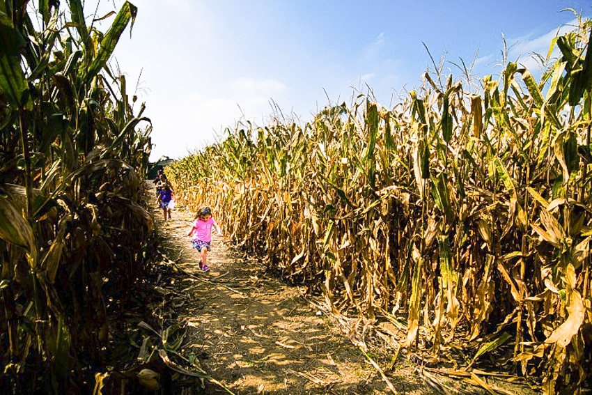Corn mazes near Chicago: Konow's Corn Maze