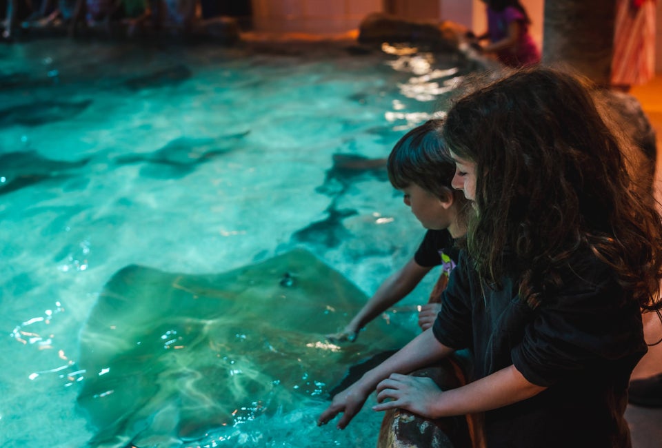 Pet the stingrays at Adventure Aquarium in Camden, NJ. Photo courtesy of Cait Sumner, Apiary Photogrpahy