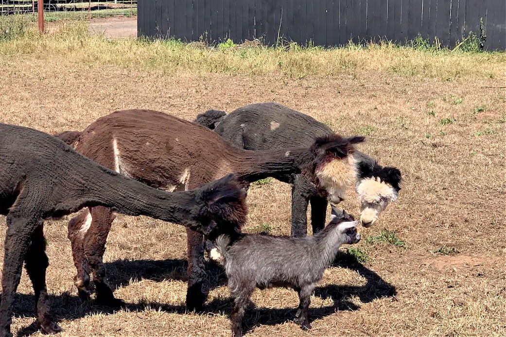 California Vacation Home Rentals for Families: Meet the alpacas.