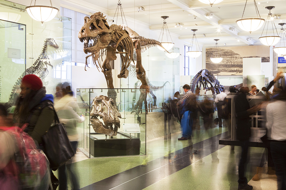 History roars to life at the American Museum of Natural History and kids under age 2 can see it for free. Photo by Marley White/courtesy AMNH