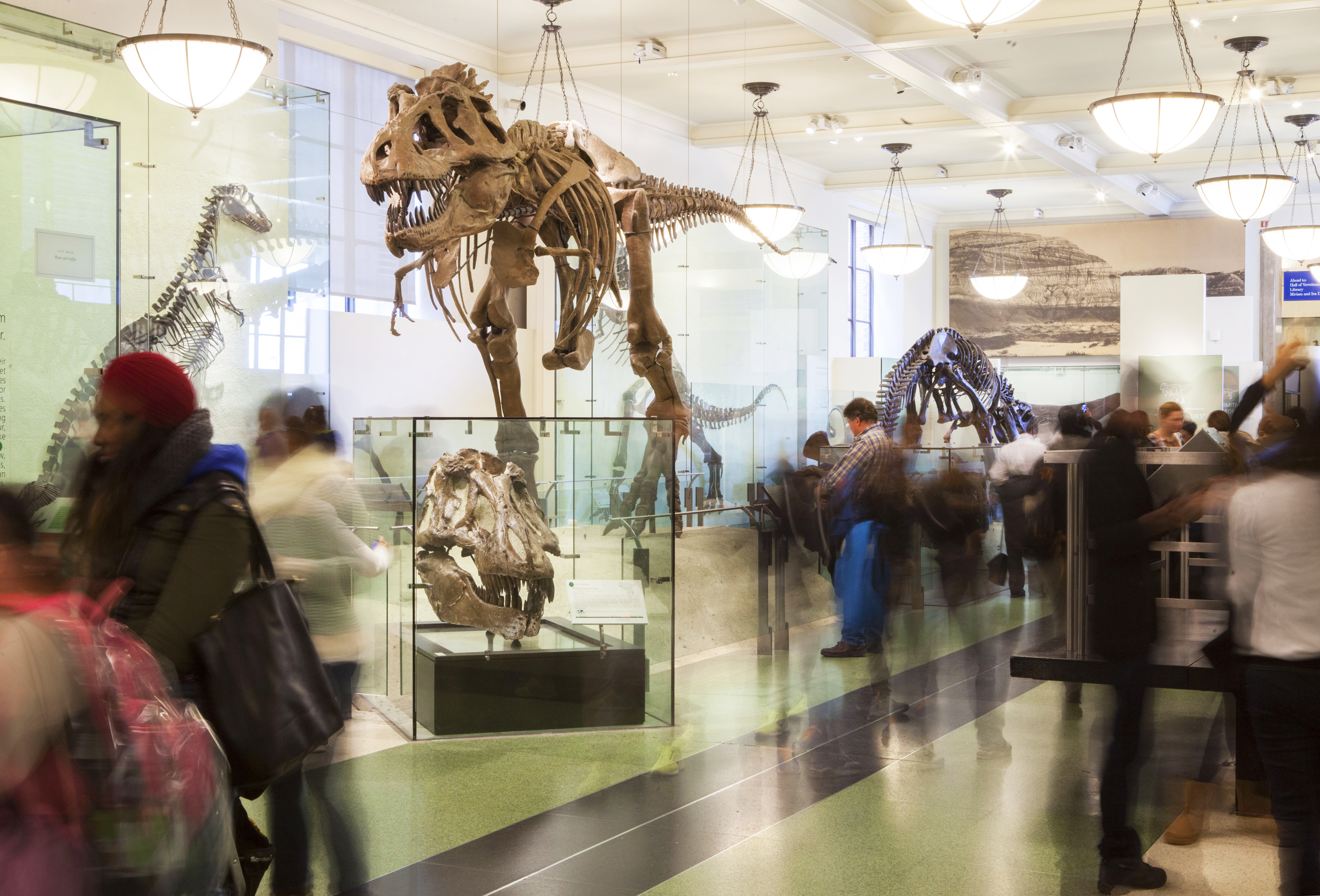 Best children's museums in NYC: AMNH