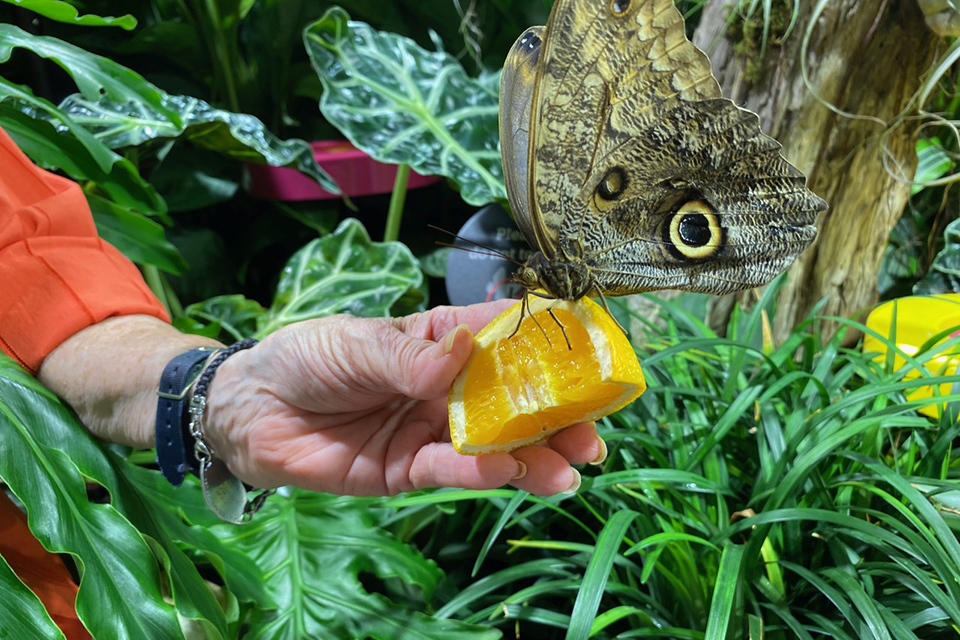AMNH and more science museums near NYC: Hands on fun in the butterfly vivarium