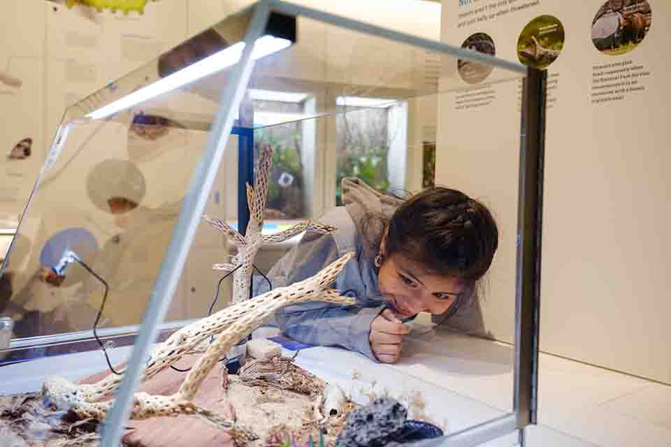 Gilder Center at AMNH: Close up of child at Insectarium