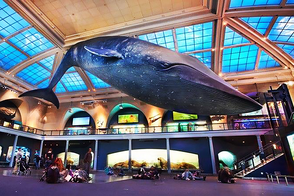 The larger-than-life blue whale is one of the most famous residents of the American Museum of Natural History