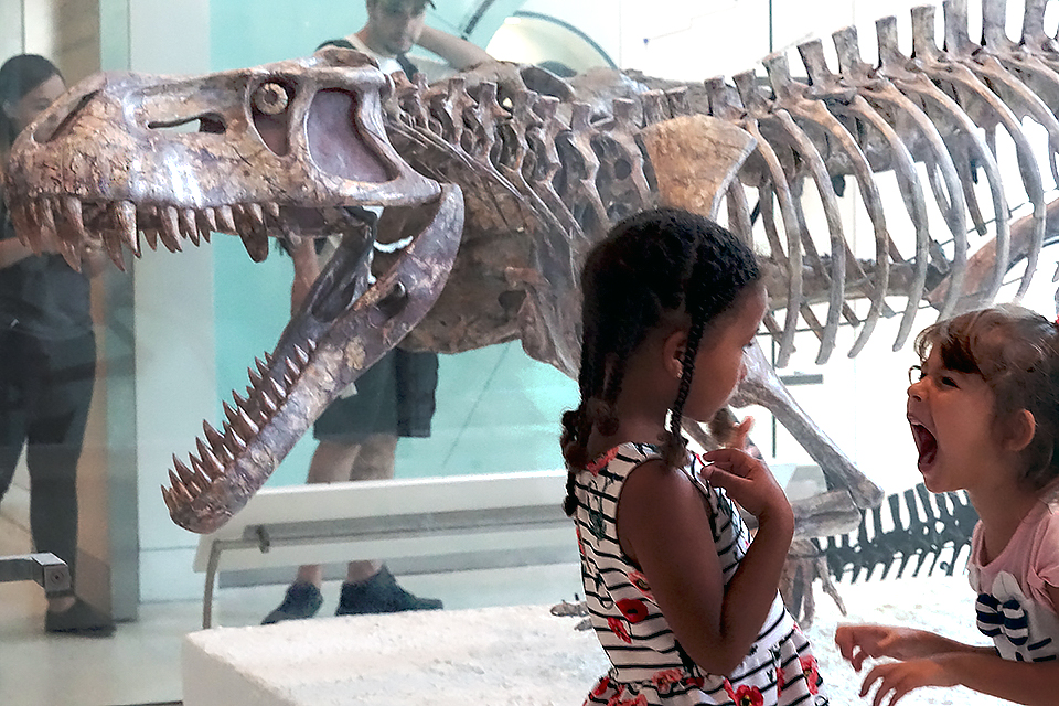 AMNH's dinosaurs are a must-see exhibit during your visit.