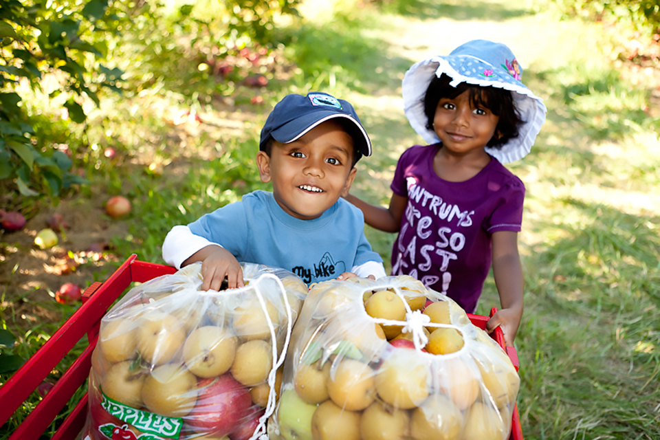 Apple picking near Chicago