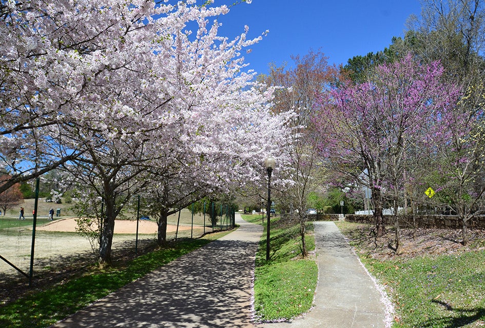 The cherry blossoms at Chastain Memorial Park are a sight to behold. Photo by Rebebbca Leffler