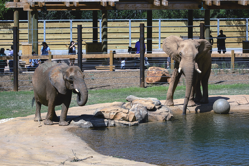 The Best Things to Do and See at Zoo Atlanta with Kids: Elephants
