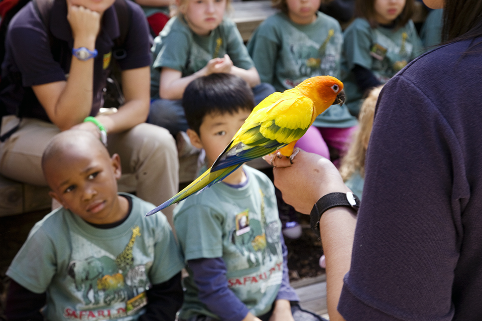 The Best Things to Do and See at Zoo Atlanta with Kids: parrots