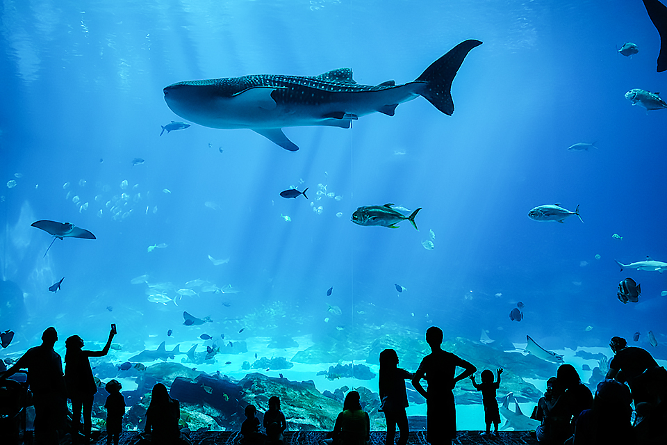 100 Fun Things To Do in Atlanta with Kids Before They Grow Up: Georgia Aquarium