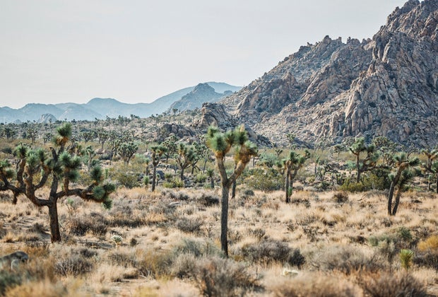 The New AutoCamp Joshua Tree: Exxplore the beauty of the desert in comfort.