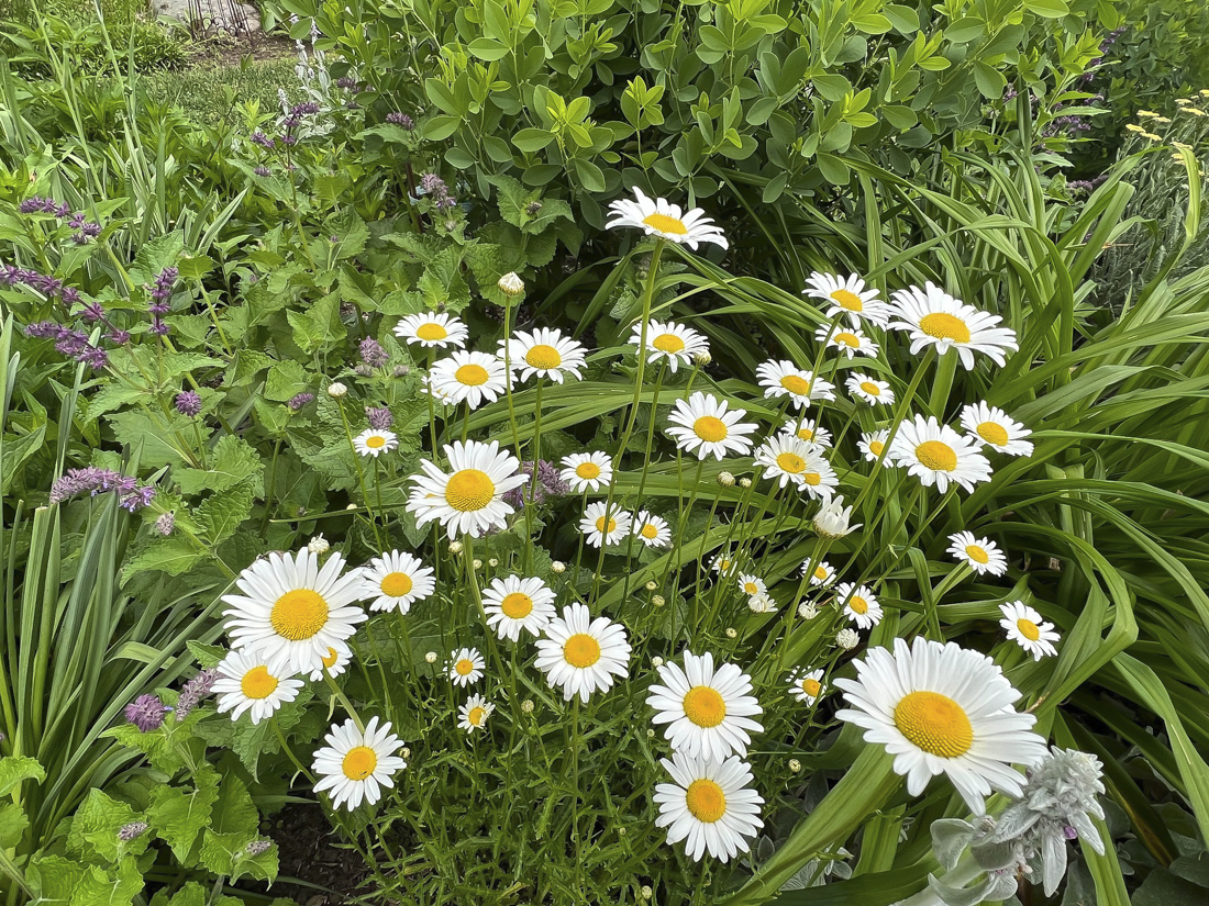 Photograph of daisies at the Bartlett Arboretum & Gardens.