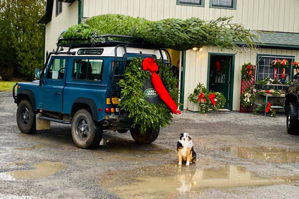 Battenfeld's Christmas Tree Farm in upstate offers a wide variety of tree species and is pet- and kid-friendly. 