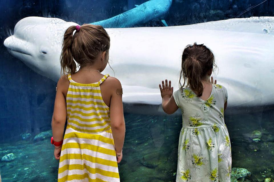 Image of Mystic Aquarium beluga whale - Guide to Mystic CT