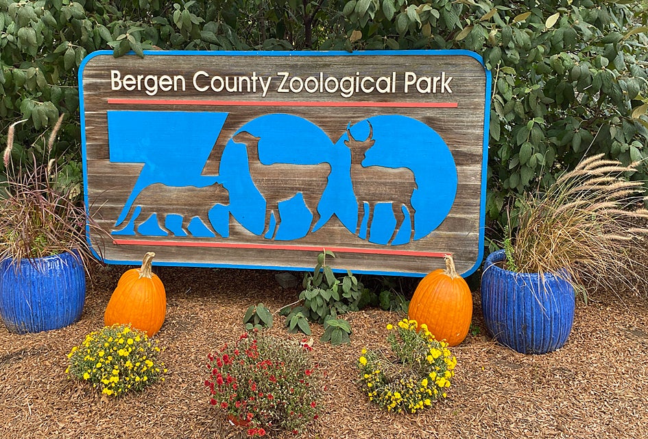 The Bergen County Zoo, in the action-packed Van Saun County Park, specializes in animals of the Americas and recently debuted a brand new pair of rare red wolves. 
