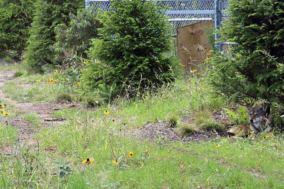 Red wolf lounging under a tree at the Bergen County Zoo