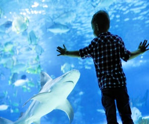 Celebrate underwater parks day at an LA aquarium