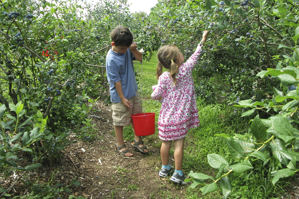 Ultimate Summer Bucket List Ideas: Go Berry Picking