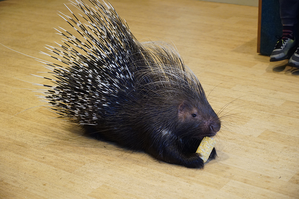 June Bug, an African porcupine, munches on corn during a Wild Encounter at the Bronx Zoo