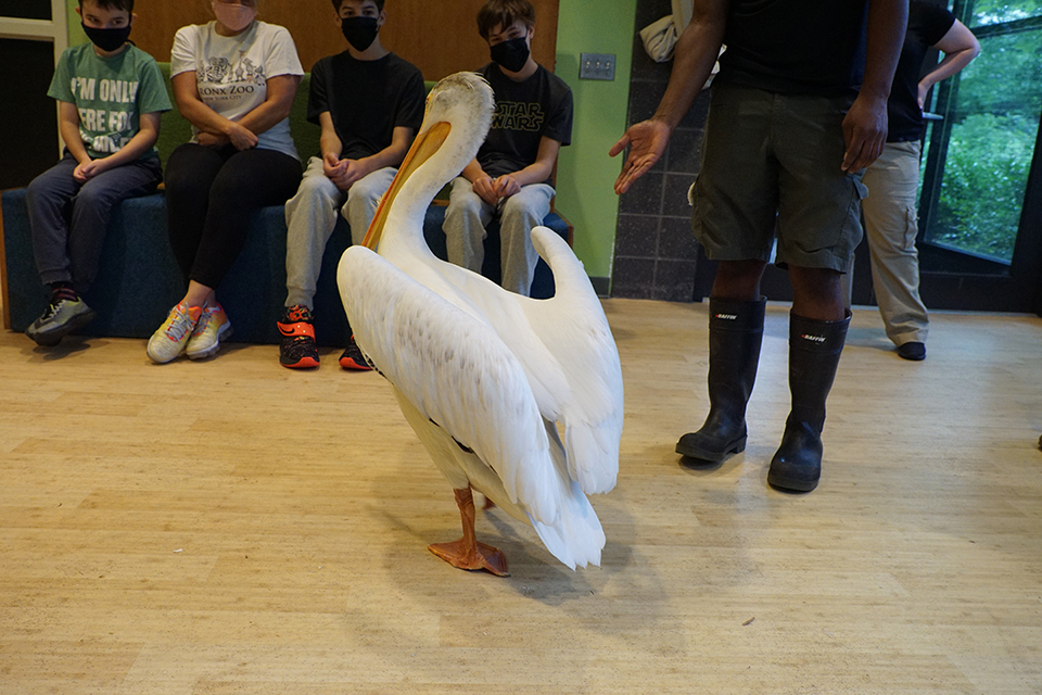 Amos the American Pelican at the Bronx Zoo's Wild Encounter