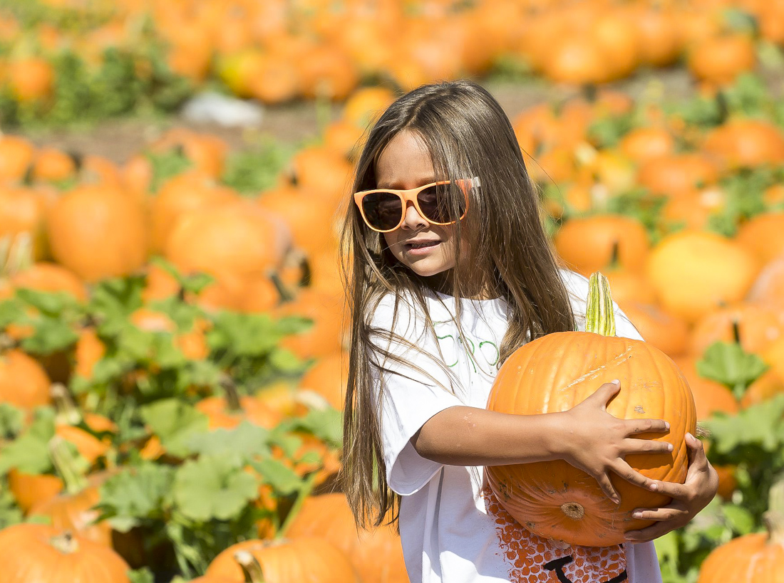 Pick a peck of pumpkins at the Annual Pumpkin Festival Cal Poly Pomona. Photo courtesy of the Cal Poly Pomona Facebook page