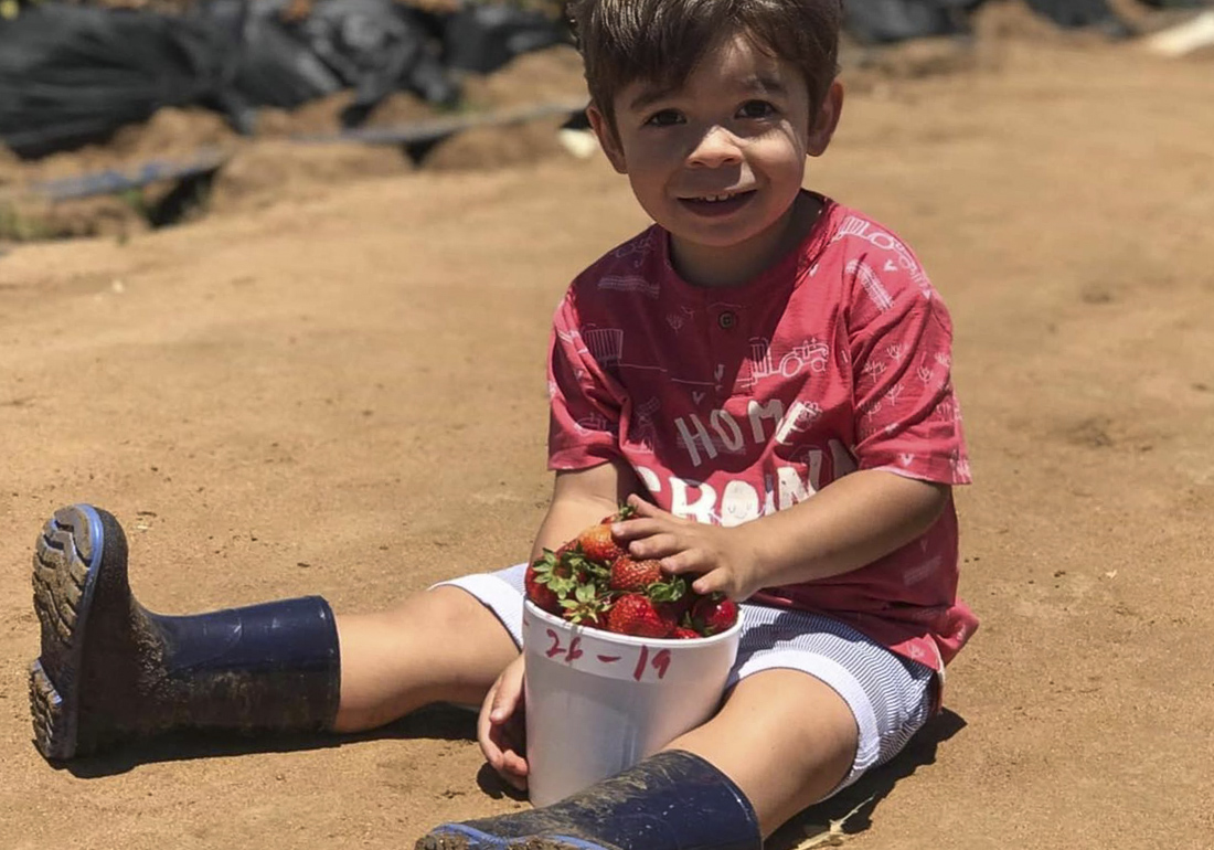 Strawberry Picking Near Los Angeles: Carlsbad Strawberry Company
