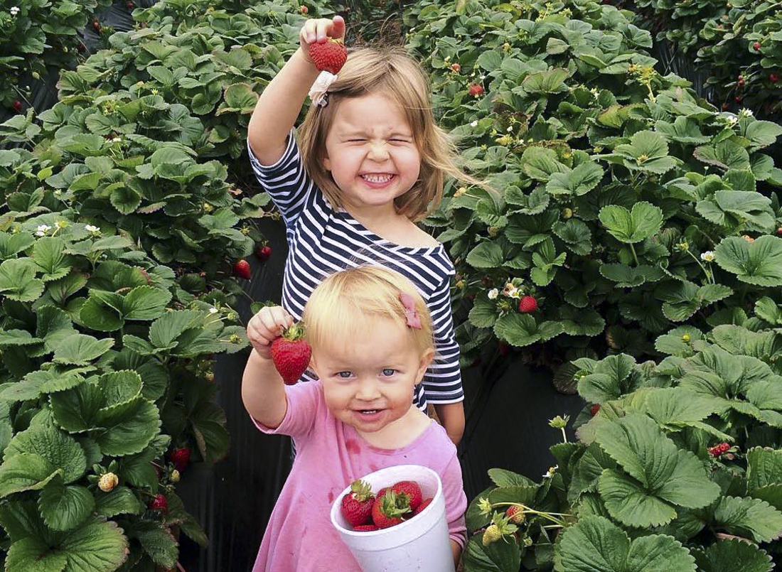 Strawberries are that much sweeter when you pick them yourself. Photo courtesy of the Carlsbad Strawberry Company, Facebook