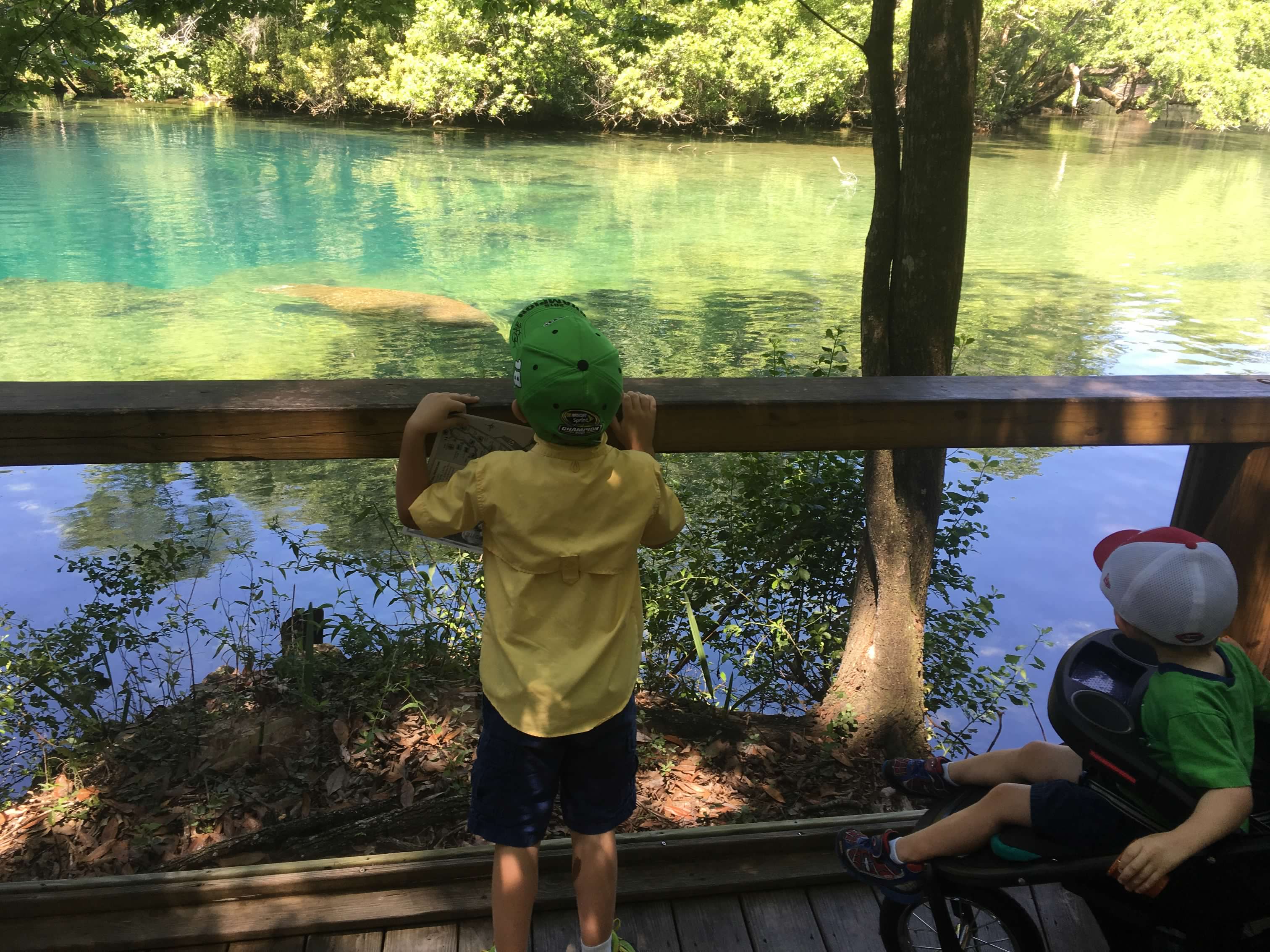 manatees Homosassa Springs Wildlife State Park: Best Places to See Manatees Near Orlando
