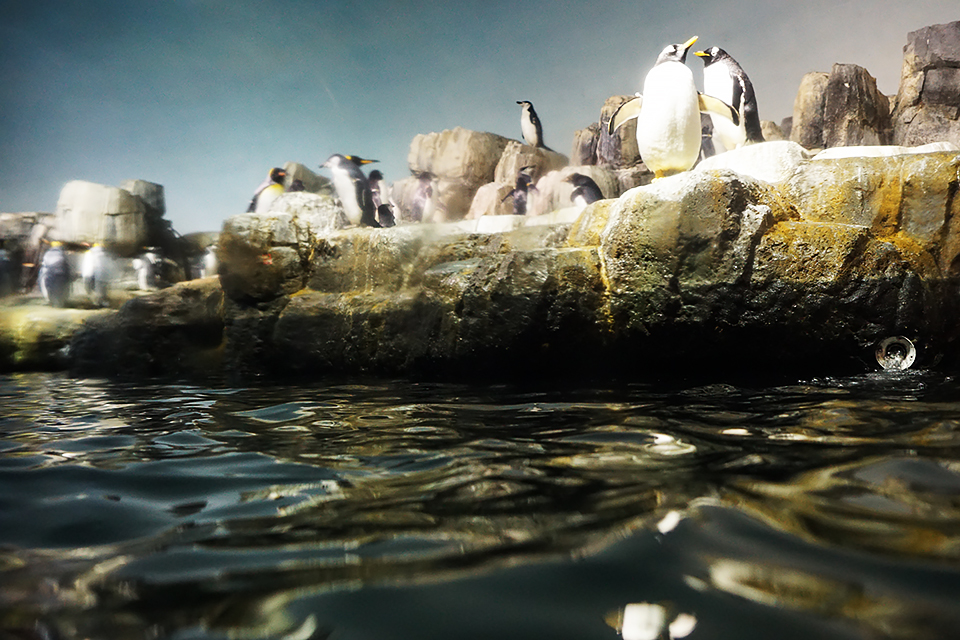 Central Park Zoo with Kids: Polar Circle