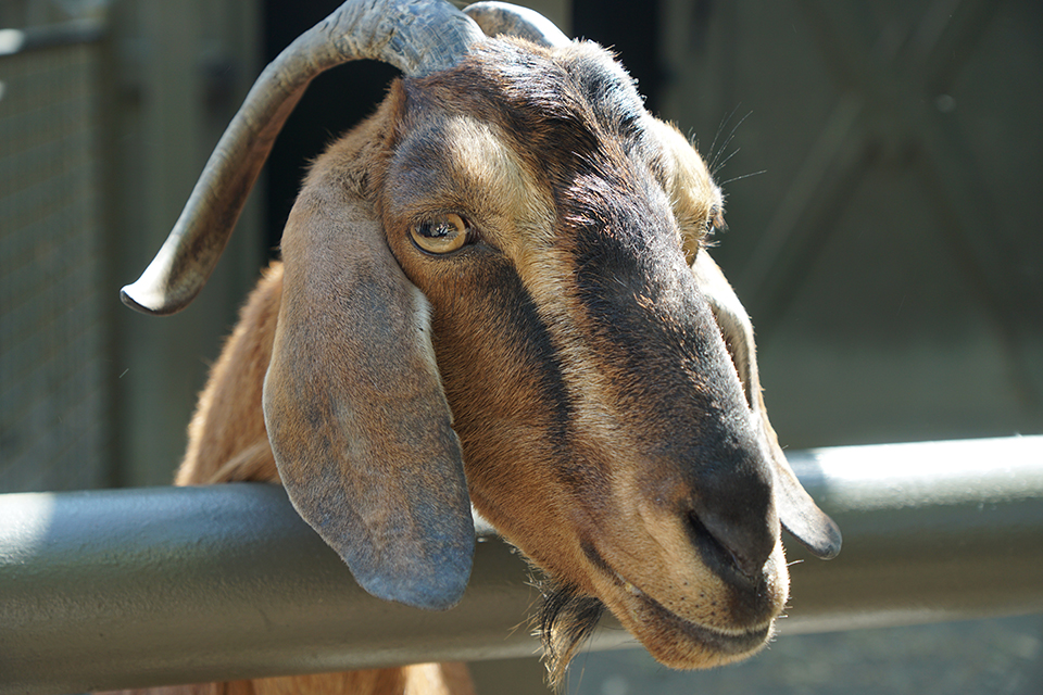 Central Park Zoo with kids: Tisch Children's Zoo goats