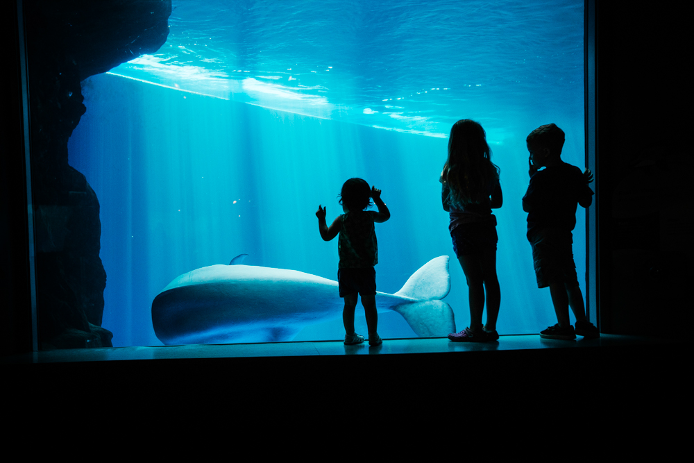 See what swims by at the Shedd Aquarium. Beluga photo courtesy of the Illinois Tourism Board.