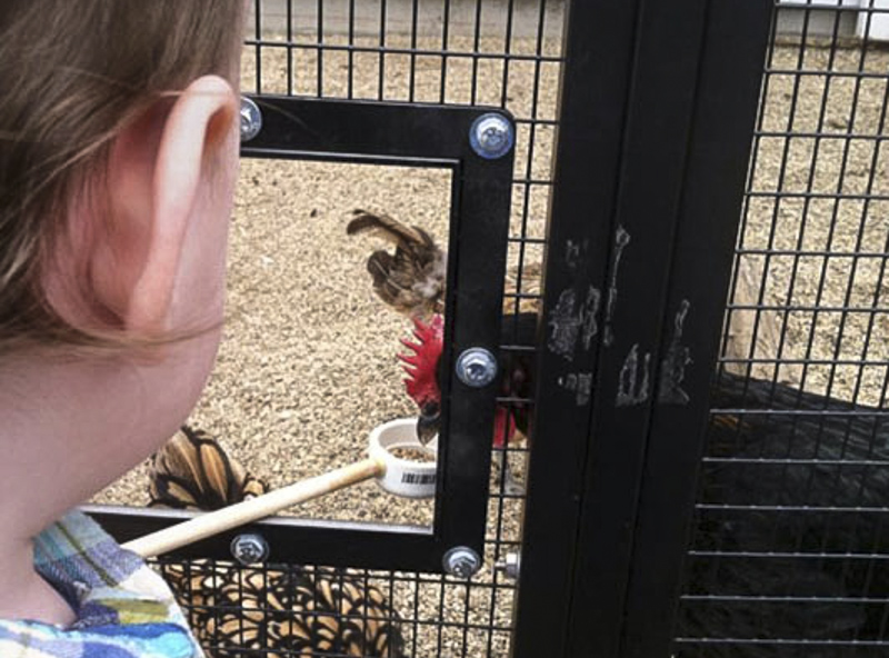 feeding animals at petting zoos near Chicago