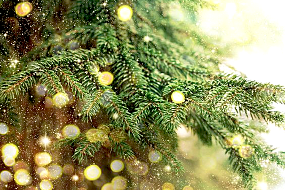 These Christmas tree delivery services make it easy to deck the halls in NYC. 