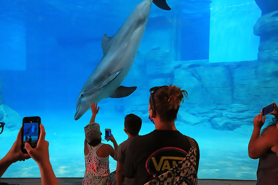 a dolphine swim a at an aquarium while people look on