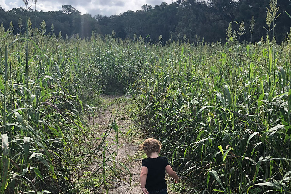 Club Lake Plantation 12 Corn Mazes near Orlando for Fall Fun with Kids