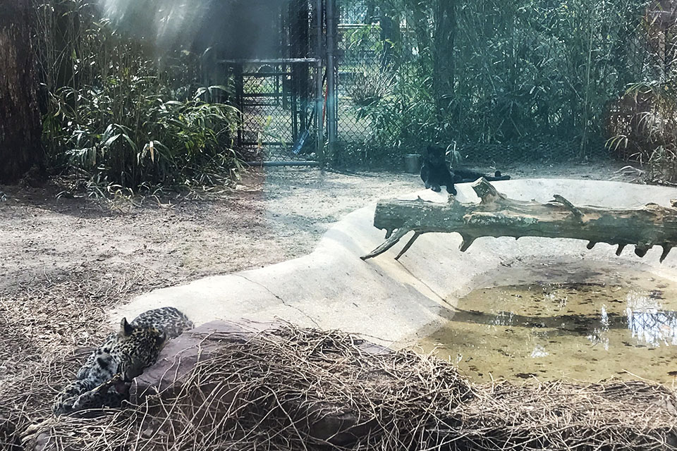 animal enclosure at the zoo