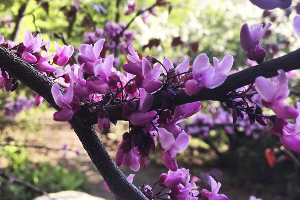 The Cora Hartshorn Arboretum is home to hundreds of plant species and almost as many migrating birds.
