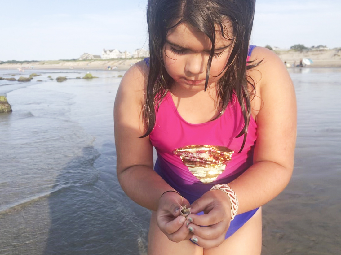 Search for seashells along Cape Cod's many gorgeous beaches. 