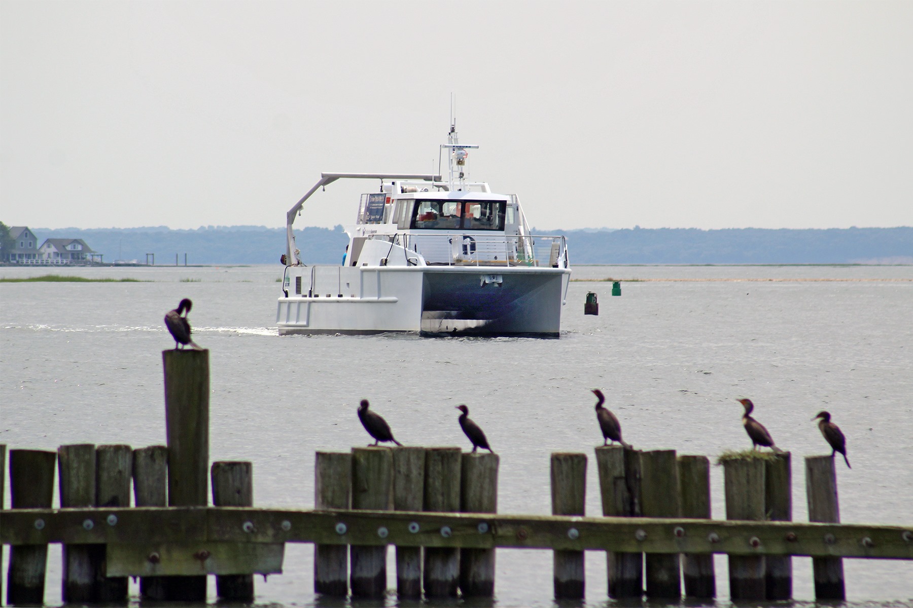 Enjoy a winter birding cruise. Photo courtesy of The Maritime Aquarium at Norwalk