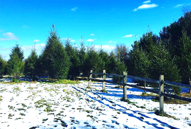 Christmas tree farms near NYC: CT Audubon Tree Farm