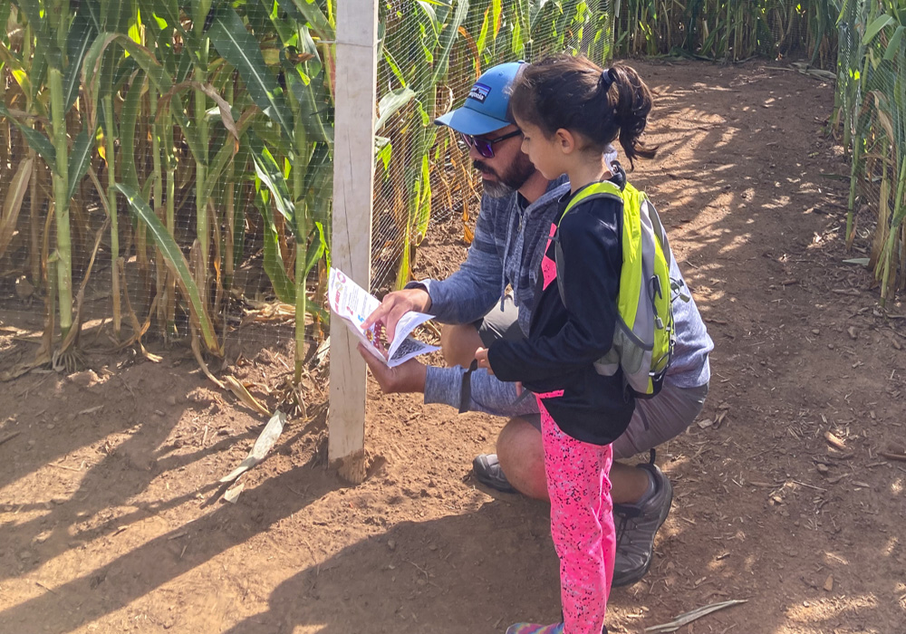 Image of parent and child in corn maze - Farm Fun at Lyman Orchards