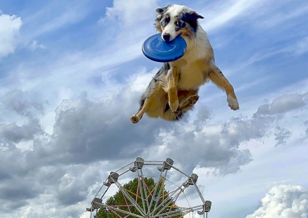 Ready Go Dog Show will be at the Norwalk Oyster Festival  for family fun in CT this September 2025. Photo courtesy of JLS Communications